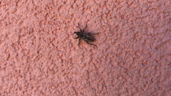 Coniocleonus excoriatus