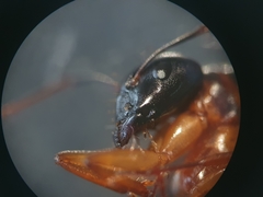 Camponotus sanctus