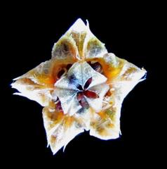 Erepsia esterhuyseniae