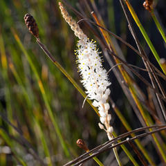 Bulbinella trinervis