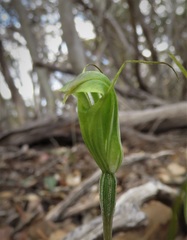Pterostylis dilatata