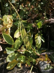 Macropodium nivale