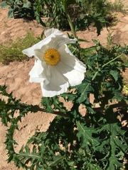 Argemone albiflora texana
