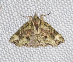 Tamba conscripta