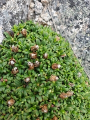 Diapensia lapponica