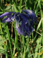 Aquilegia jucunda