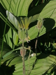 Aquilegia jucunda