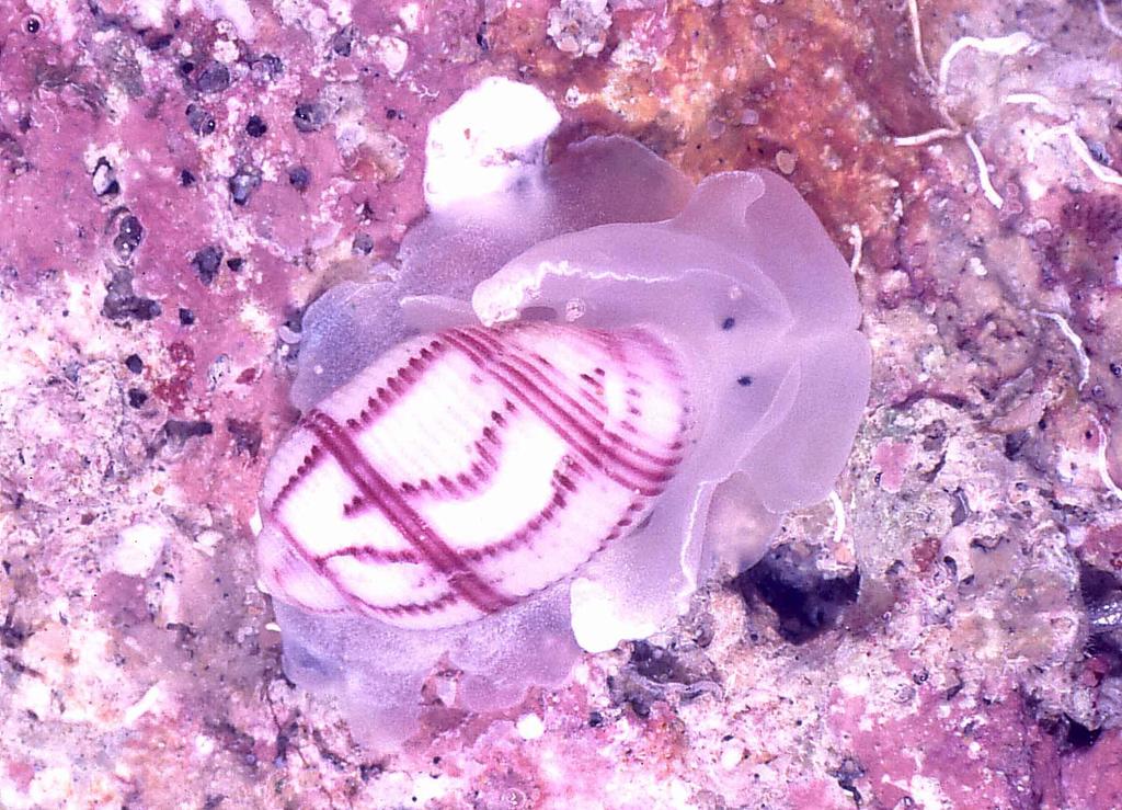 Bullina nobilis