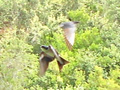 Hirundo dimidiata dimidiata