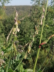 Hedysarum theinum