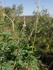 Hedysarum theinum