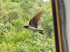 Hirundo dimidiata dimidiata