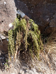 Asplenium appendiculatum