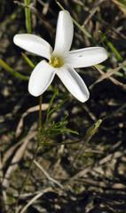 Oxalis polyphylla polyphylla