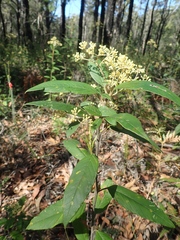 Pomaderris intermedia