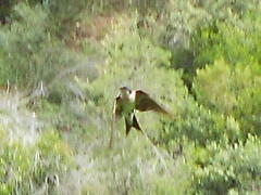 Hirundo dimidiata dimidiata