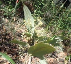 Pomaderris intermedia