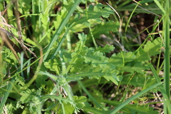 Brachyscome diversifolia