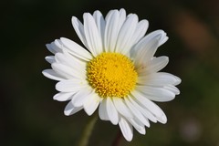 Brachyscome diversifolia