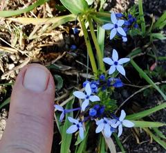 Pentanisia prunelloides prunelloides