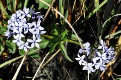 Pentanisia prunelloides prunelloides