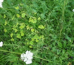 Euphorbia microcarpa