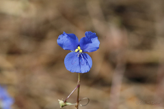 Commelina agrostophylla