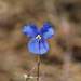 Commelina agrostophylla - Photo 由 Steve Dew 所上傳的 (c) Steve Dew，保留部份權利CC BY-NC