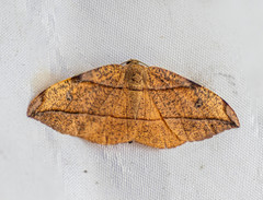 Hypochrosis hyadaria