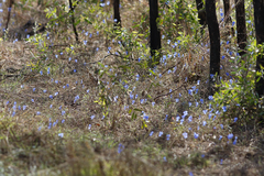 Commelina agrostophylla