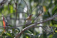 Myiagra rubecula
