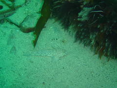 Caffrogobius nudiceps