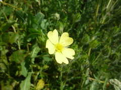 Potentilla recta pilosa