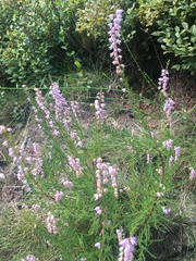 Calluna vulgaris
