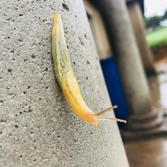 Elisolimax