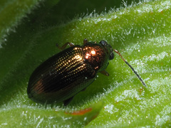 Crepidodera plutus