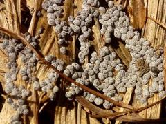 Polyschismium chailletii