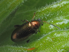 Crepidodera plutus