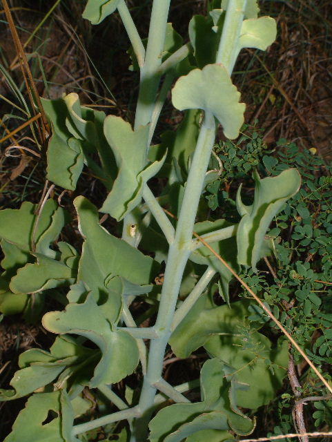 Kalanchoe neglecta