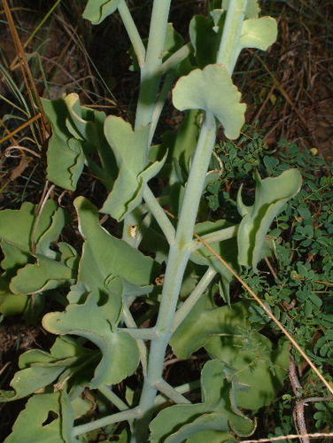 Kalanchoe neglecta Toelken