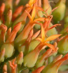 Kalanchoe neglecta