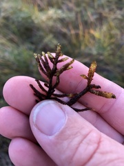 Scorpidium scorpioides