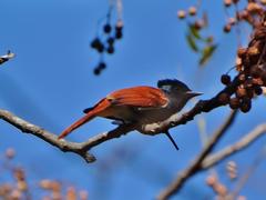 Terpsiphone viridis granti