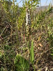 Brownleea parviflora