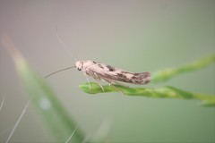 Scythris limbella