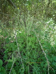 Pilosella auriculoides