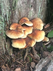 Hypholoma
