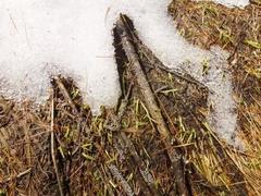 Polyschismium chailletii