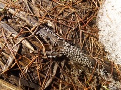 Polyschismium chailletii