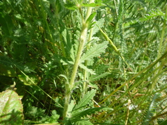 Potentilla recta pilosa